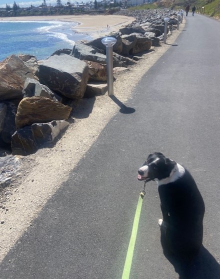 Image of dog on trail