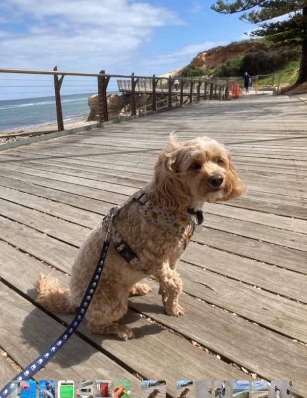 Image of dog on trail