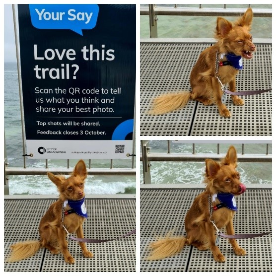 Image of dog in front of Your Say sign